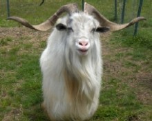 WFF Buck Lee